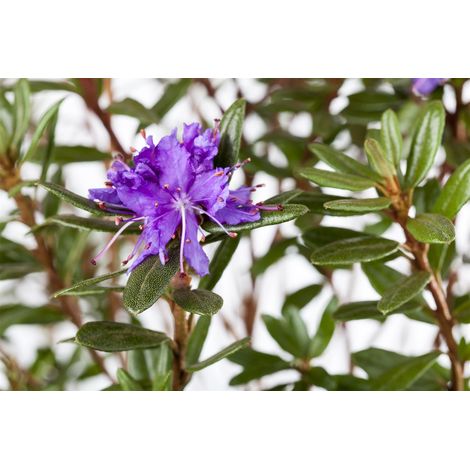 Kleinblättriger Rhododendron 'Azurika' Rhododendron impeditum 'Azurika' 2L 20- 25 (1/2)