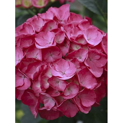 Hortensia 'Julisa' Pot de 1,5L/2L (1/3)