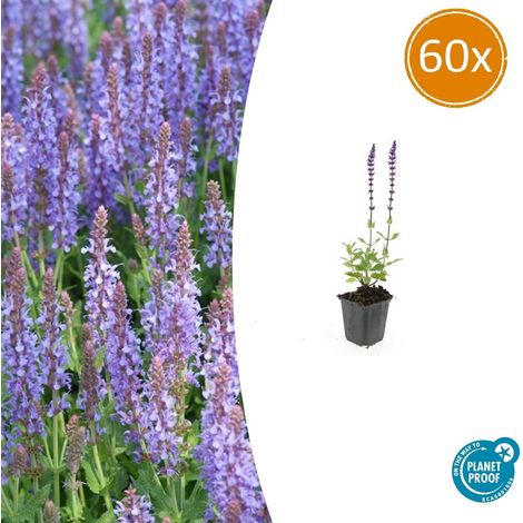 Lot de 60 Sauges des Bois Salvia nemorosa Caradonna Vivace Mellifère Violette H10-25cm Ø9cm - PANGIVO (1/5)