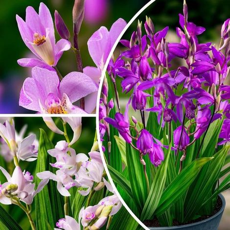 Bletilla striata - Orchidée terrestre - Plante d'extérieur - Plante de jardin - Lot de 5 - Multicolore - Rustique (1/5)
