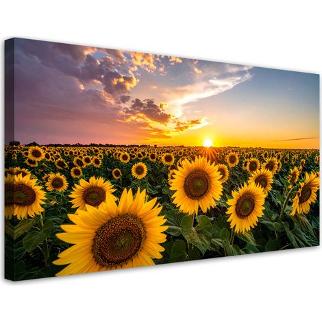 Quadro su tela, Campo di girasoli tramonto, 80x40 (1/5)