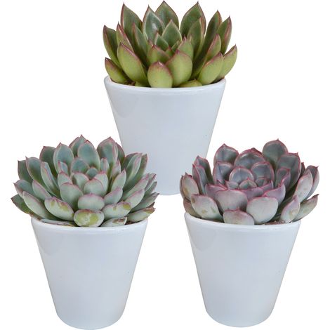 Lot de 3 Echeverias Mélange de Succulentes en Pots Blancs 8,5 cm pour Décoration Intérieure - PANGIVO (1/4)