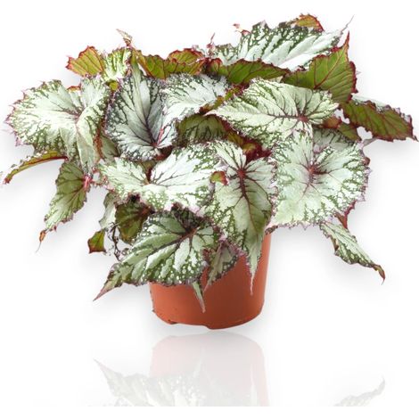Gardenaria Begonia rex 'Asian tundra' - Pianta da interno ornamentale - Altezza: 22 cm (vaso 12) (1/5)