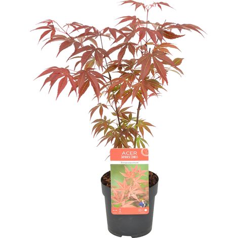 Acer palmatum Atropurpureum – Érable du Japon – Feuillage pourpre – Résistant au froid – Hauteur 25-30 cm – Pot 10,5 cm