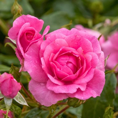 Gardenaria Rosa 'Mirato' - Rosa da giardino - Altezza: 25/30 cm (vaso15) (1/3)