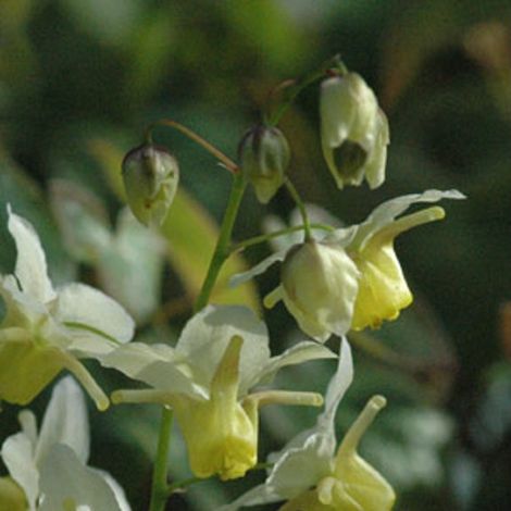 4 x Fleur des elfes 'Sulphureum' - godet 9x9 cm