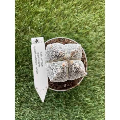 Astrophytum myriostigma quadricostatum vaso 10,5cm foto reali pianta grassa