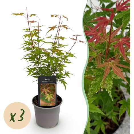 Lot de 3 Érables du Japon Acer palmatum Phoenix - Arbuste Ornemental Rose - Pot 12cm H35cm - PANGIVO (1/5)