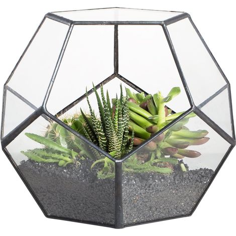 Noire Géométrique Terrarium en Forme de dodécaèdre et plaques Transparent de Verre pentagonales pour Plante (1/5)
