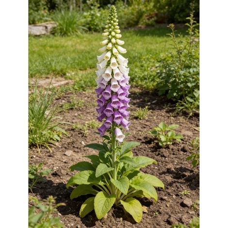 Digitale purpurea Alba 20cm Godet 9cm - Digitalis (1/4)