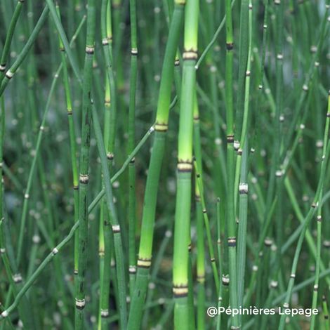 3 Prêles du Japon (Equisetum hyemale 'Japonicum')