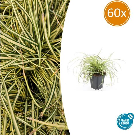Graminée Carex oshimensis Evergold Couvre-sol Ombre Feuillage Jaune et Vert Lot de 60 (1/5)