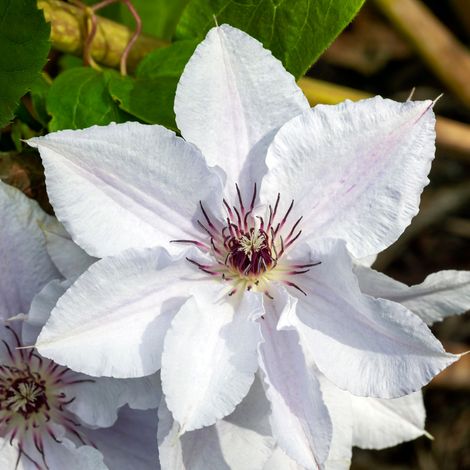 Clematite - Clematis Snow Queen 70cm