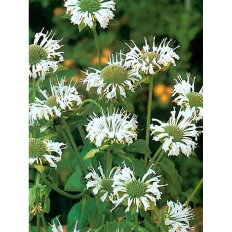 Monarde 'Schneewittchen' Godet de 8/9 cm (1/2)
