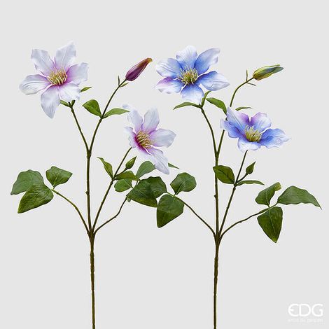 EDG Enzo De Gasperi Clematis con Foglie 2 Rami con Bocciolo 2 PZ Assortiti