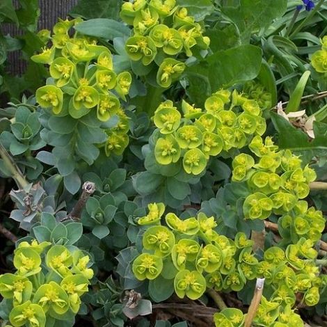 4 x Euphorbe de Corse - Euphorbia myrsinites  - godet 9x9 cm