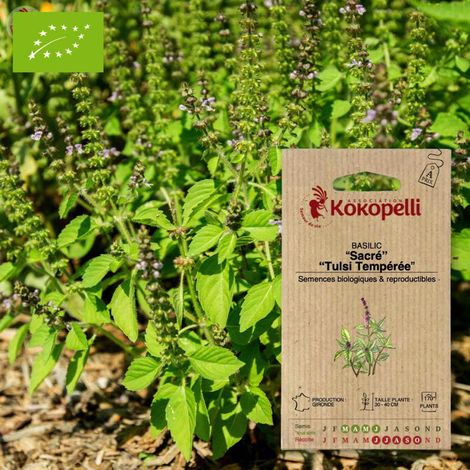 Basilic Sacré Tulsi- Graines bio à semer (1/2)