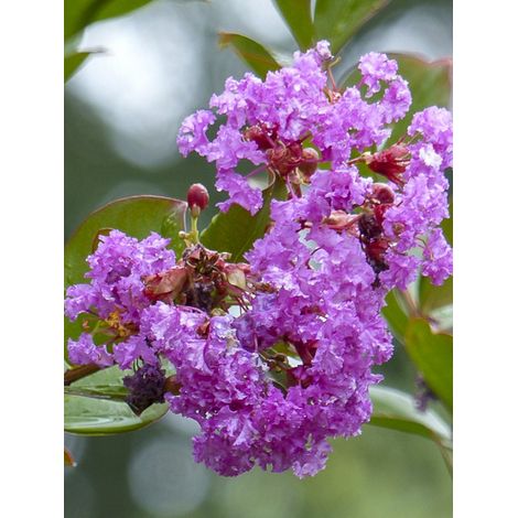 Lilas des Indes 'Petite Canaille mauve' Pot de 3L/4L