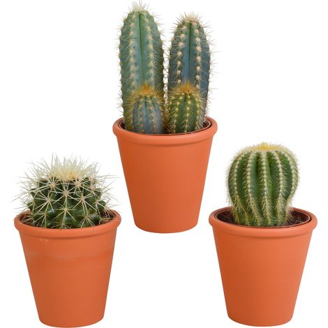 Lot de 3 Cactus Variés en Pots de Terre Cuite Méditerranéens - Plantes d'Intérieur - Ø 8,5 cm - PANGIVO (1/5)