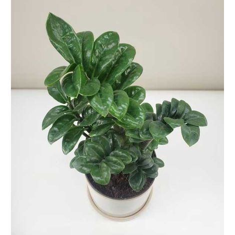 1 PIANTA DI ZAMIOCULCAS ZENZI 9CM DA INTERNO APPARTAMENTO