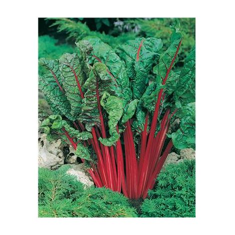 POIREE RHUBARB CHARD