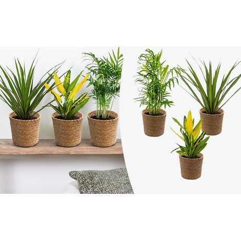 Bloomique - Lot de 3 - Mélange de plantes tropicales d’intérieur avec panier en jonc de mer luxe - Dépolluantes - 25-40 cm