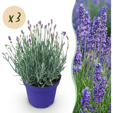 Green boutiQ - Plante de jardin - Lavandula angustifolia Hidcote - Lavande - Rustique - Violet - Lot de 3 - Pot de 12 cm - Hauteur 15-25 cm (1/5)