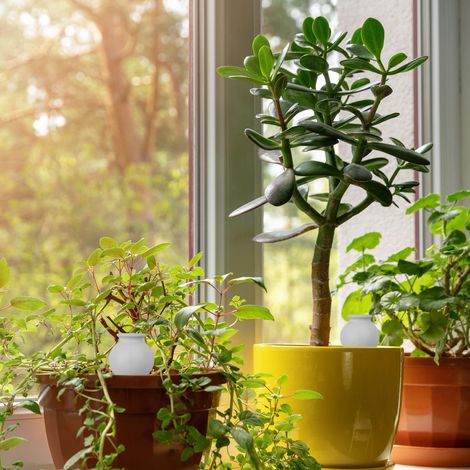 Distributeurs deau pour plantes lot de 4 - irrigation automatique