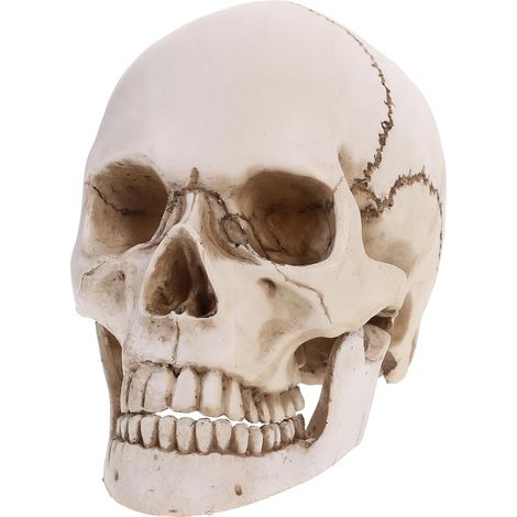 1Pc Humain Modèle de Crâne 1:1 Taille Réelle Squelette Humain Enseignement Tête Skull pour Halloween Maison Hantée Décoration
