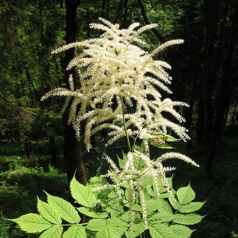 4 x Barbe-de-Bouc dioïque - Aruncus dioicus - godet 9x9 cm