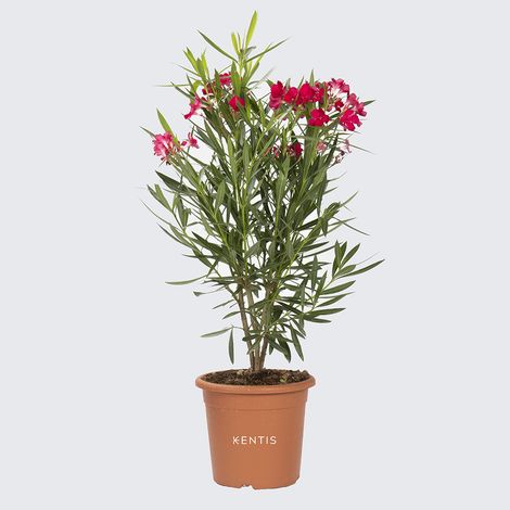 Nerium Oleander Rosso - Piante Vere da Esterno - H 80-100 cm Vaso da Coltura Ø 24 cm (1/3)