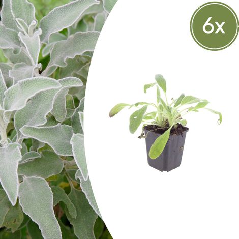 Stachys byzantina - Lot de 6 Plantes Vivaces Couvre-sol - Feuillage Gris Argenté - Pot Ø 9 cm - PANGIVO (1/5)