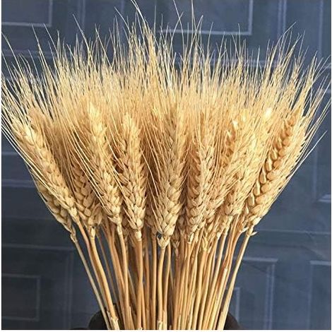 100pcs Fleur Artificielle Plante Artificielle Grandes Fleurs Séchées De Blé Gerbes De Blé Séché Naturel, Bouquets De Tiges De Blé Séchées, Blé Réel pour Fournitures De Guirlande DIY Maison Table De Ma (1/3)
