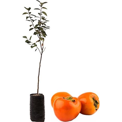 1 plant /tree (approx 1m) - Diospyros kaki “vaniglia” (caco vaniglia)