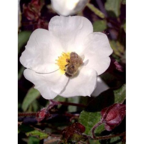 Ciste des Corbières Pot de 2L/3L (1/2)