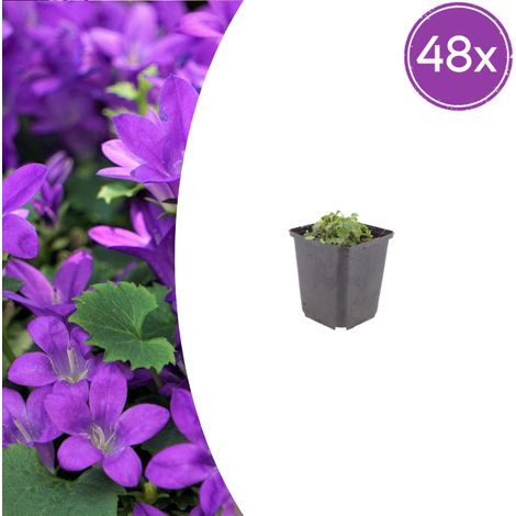 Lot de 48 Campanules de Dalmatie Portenschlagiana Vivace Couvre-sol Fleurs Violettes 10-25cm Ø9cm - PANGIVO (1/5)