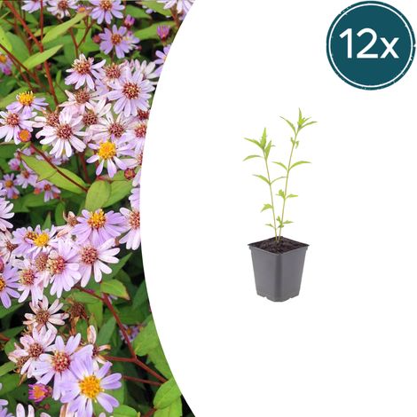 Lot de 12 Kalimeris incisa 'Blue Star' Plantes Vivaces à Fleurs Bleu Clair Pot Ø9cm 10-25cm - PANGIVO (1/5)