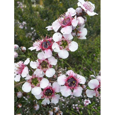 Arbre à thé laineux 'Mesmer Eyes' Pot de 2L/3L
