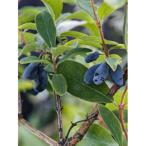 Camerisier bleu 'Boreal Beauty' Pot de 3L/4L
