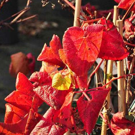 Vigne de coignet - Vitis coignetiae  - 60-80 cm pot (1/5)