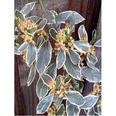 Alaterne 'Argenteovariegata' Pot de 2L/3L (1/3)