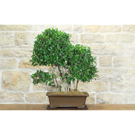 Bonsai di Ficus Retusa (176)