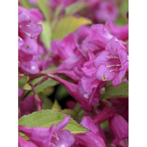 Weigela 'Princess Ayla' Pot de 3L/4L