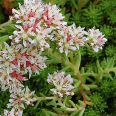 4 x Orpin lydium - Sedum lydium  - godet 9x9 cm (1/4)