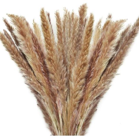 Herbe De La Pampa - 60 Tiges Séchées Naturelles - Décoration Intérieure Vase Centre De Table Accessoire Photo (1/5)