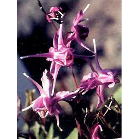 Fleur des elfes à grandes fleurs 'Lilafee' Godet de 8/9 cm (1/3)