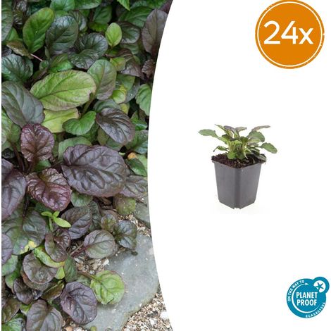 Lot de 24 Ajuga reptans 'Catlin's Giant' Bugle Rampante Couvre-sol Fleurs Bleues Pot Ø9cm - PANGIVO (1/5)