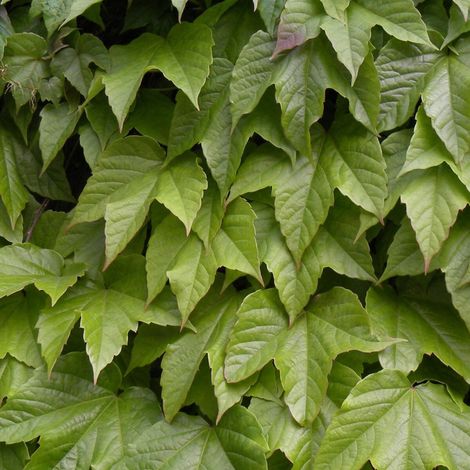 Vigne Vierge veitchii Robusta/Pot de 1,5L - Tuteur bambou 30/60 cm (1/5)