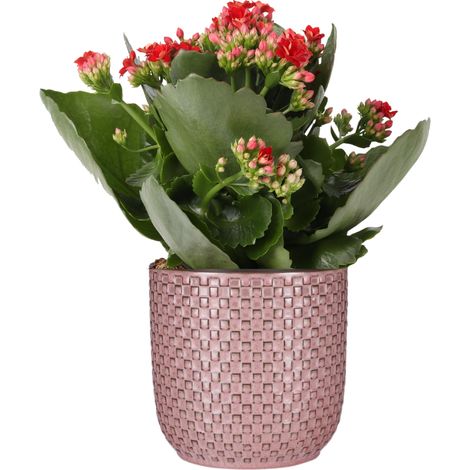 Kalanchoe Rosalina Don Justino Rouge avec Cache-pot Rose à Relief - Plante Fleurie d'Intérieur - PANGIVO