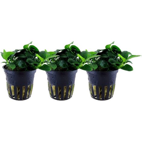 Aquariumpflanze 3 Stück Anubias 'Petite' Nr.101H
